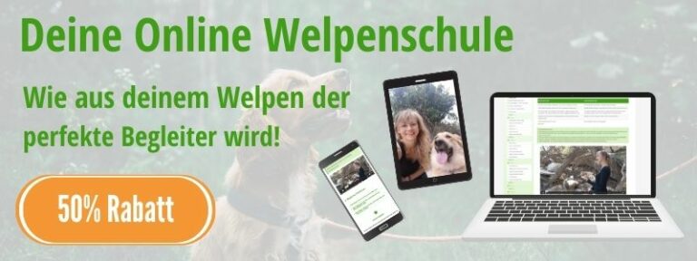 Welpenschule Kurs