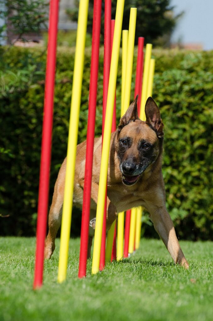 Agility mit deinem Hund