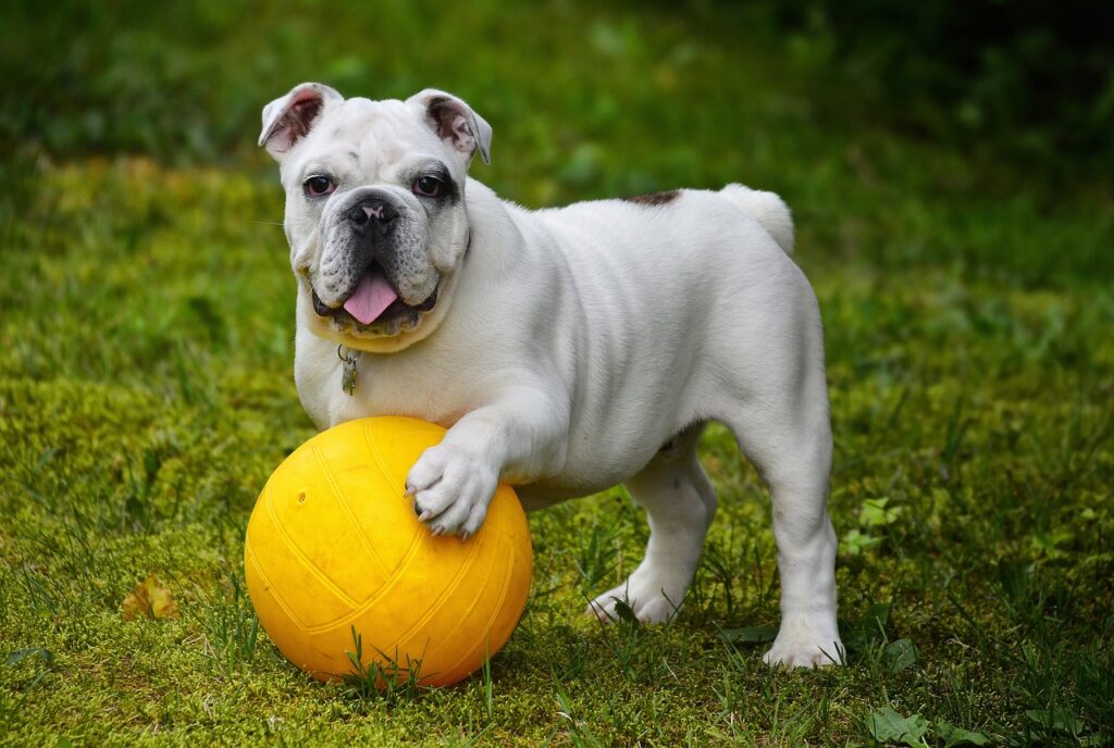 Hund auf Wiese Bulldogge