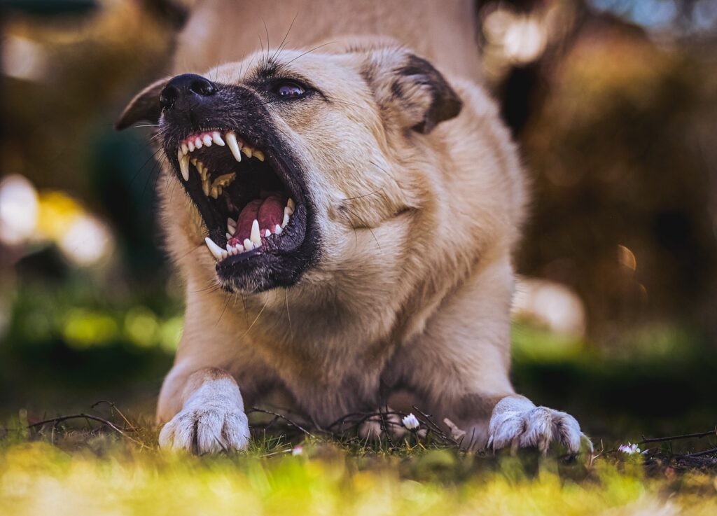 gefährlicher Hund