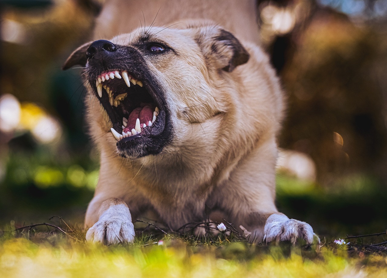 Ich traue meinem Hund nicht