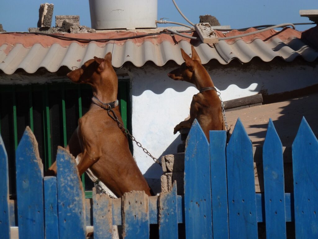 Hunde gefährlich