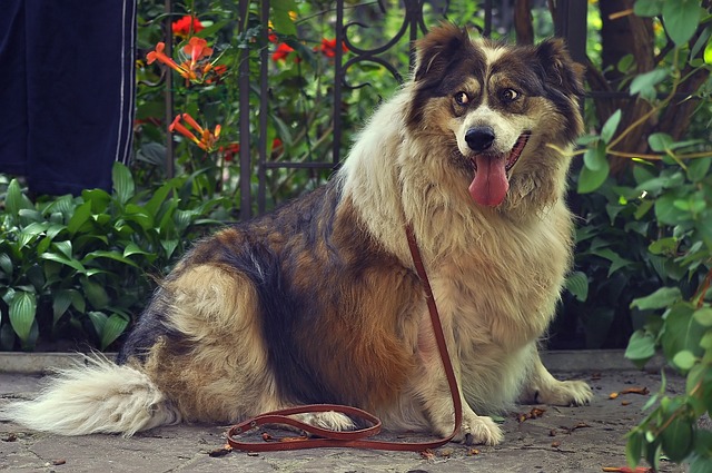 Fettleibigkeit beim Hund