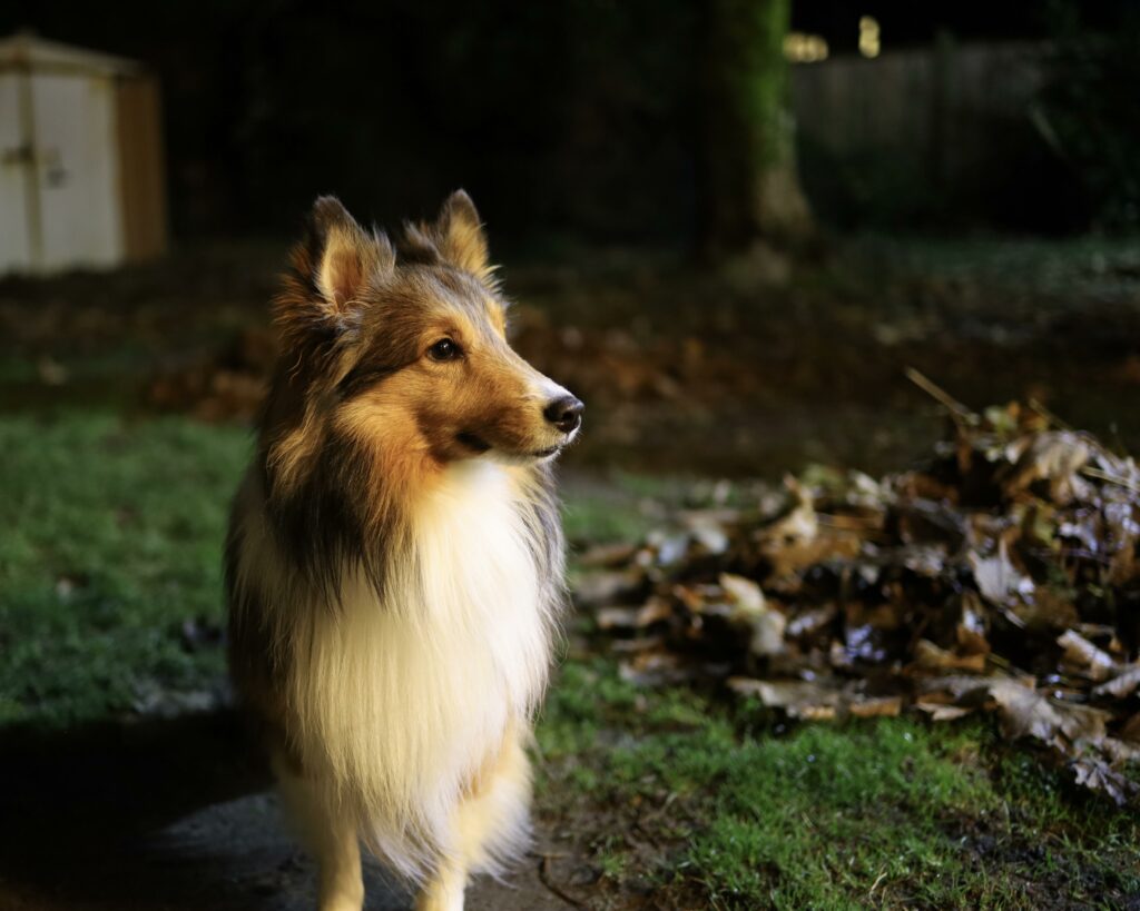 Sheltie Sicherheit im Dunkeln