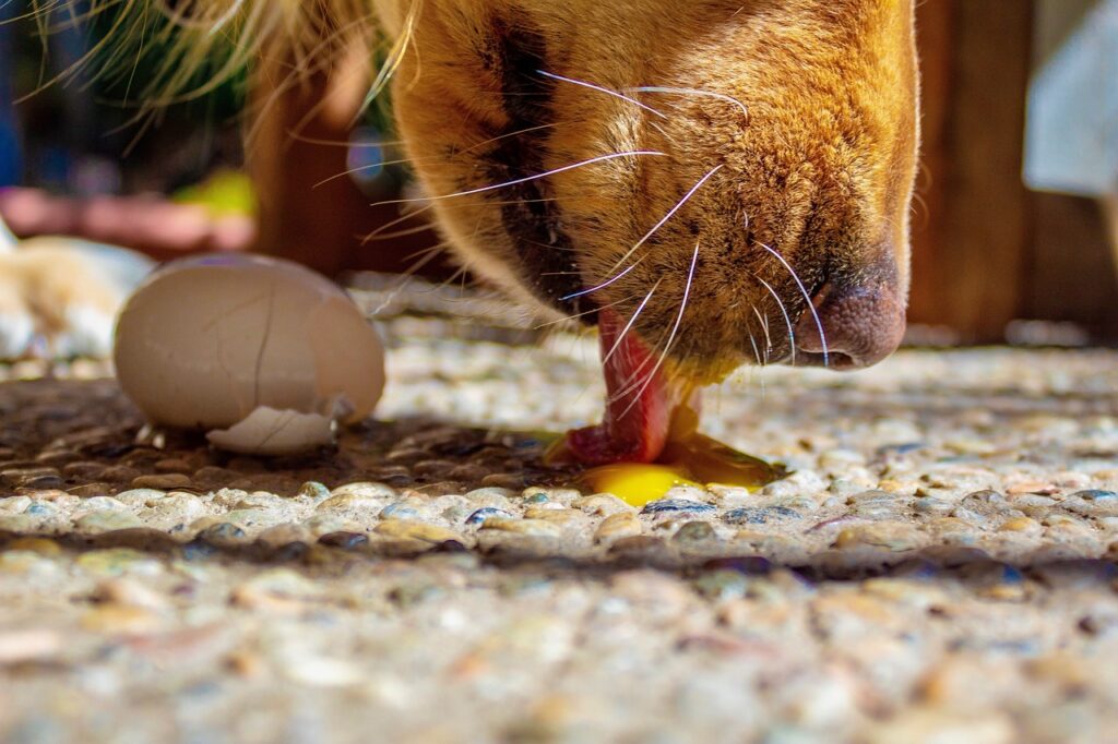 hund frisst eidotter