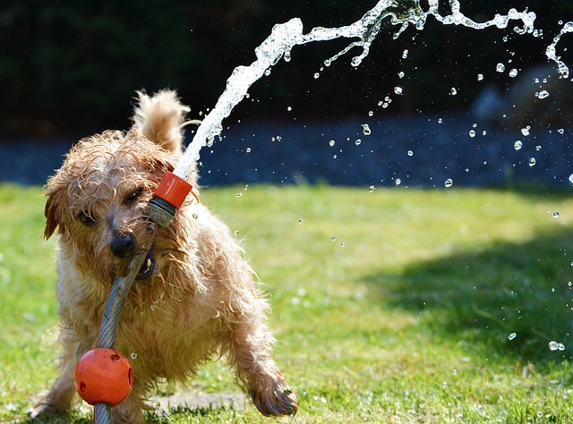 Dein hundegerechter Garten