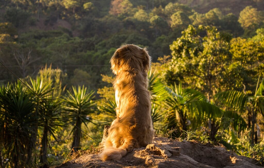 Hund in der Natur