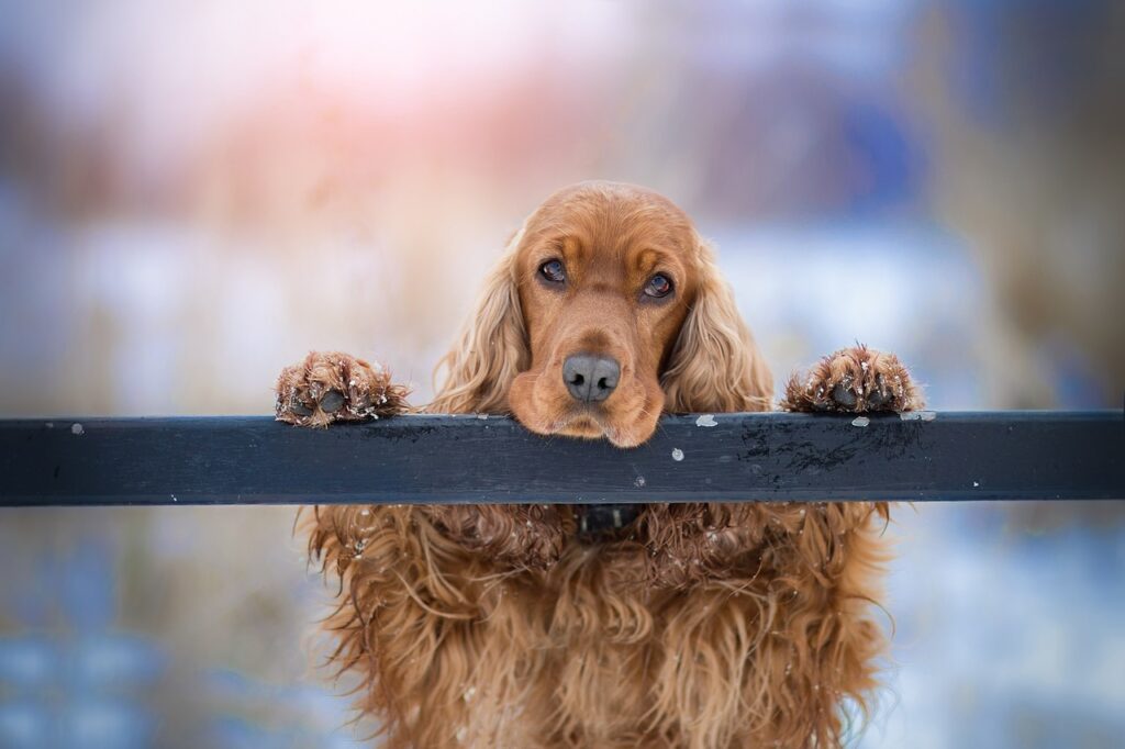 cockerspaniel