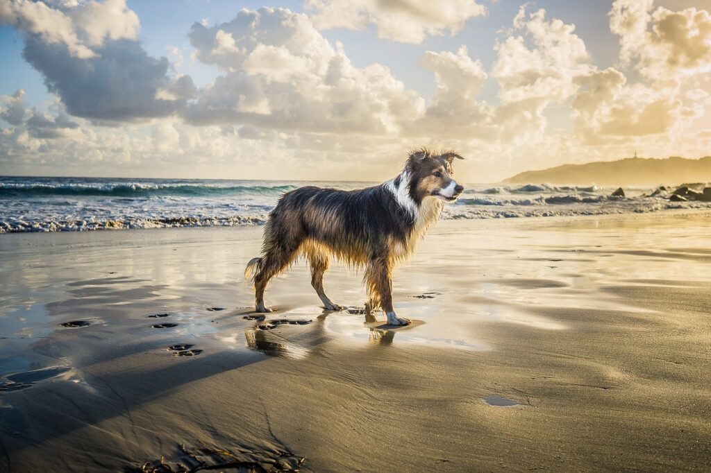 Hund am Strand