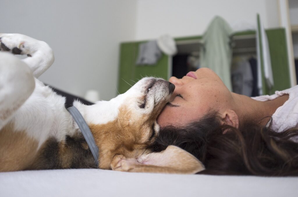 Packliste für den Hunde Urlaub