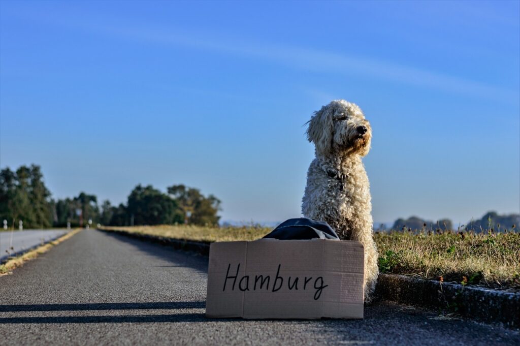 Hund möchte nach Hamburg