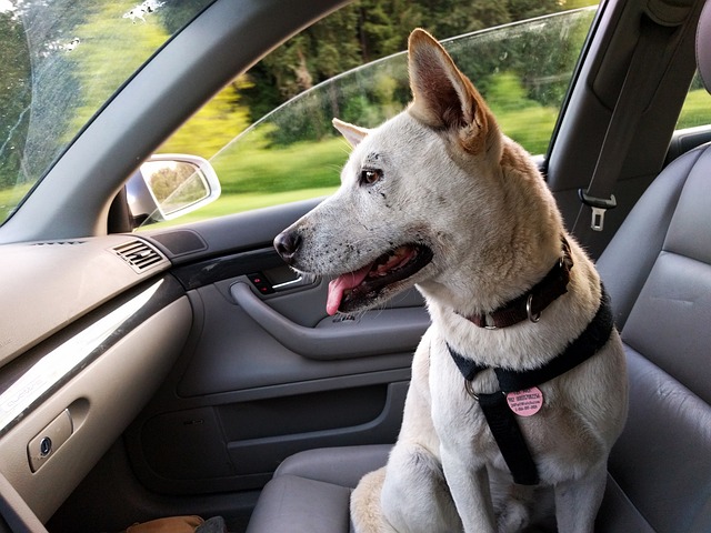 Hund im Auto