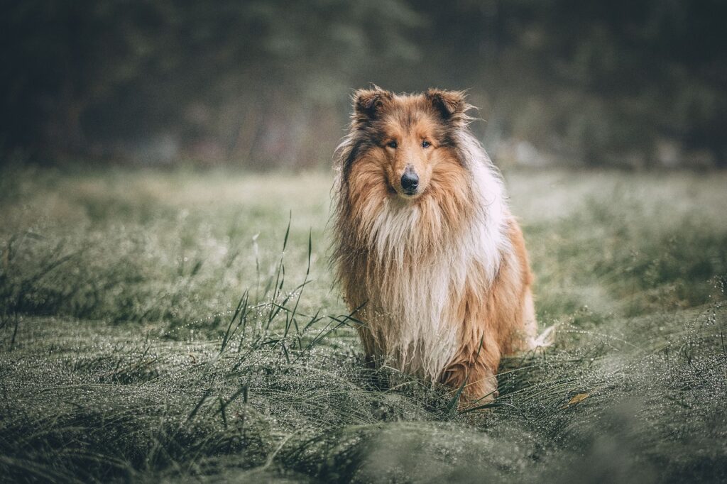 Collie auf der Herbstwiese