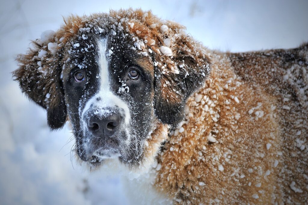 Hund im Schnee