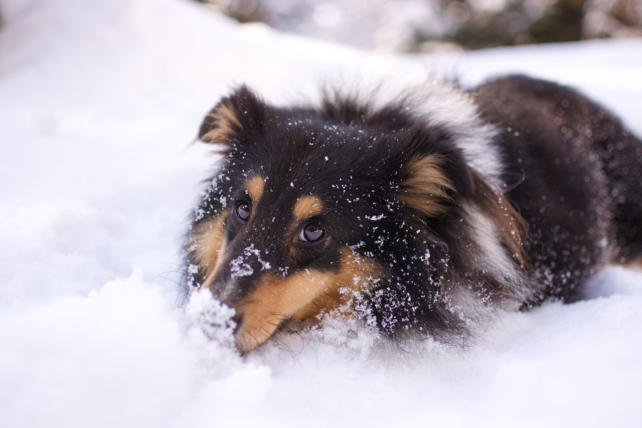 Sheltie im Schnee